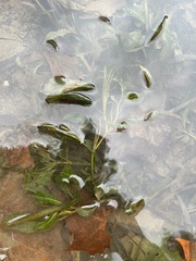 Potamogeton illinoensis