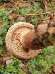 Paxillus involutus