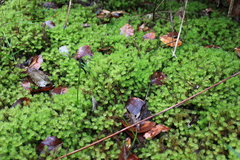 Ptychomnion aciculare