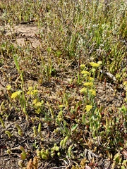 Rhodanthe tietkensii