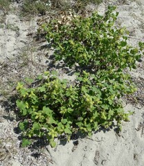 Xanthium orientale