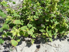 Xanthium orientale