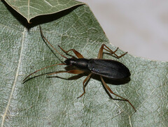 Cnemodus mavortius