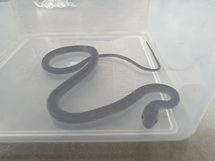 Psammophis brevirostris