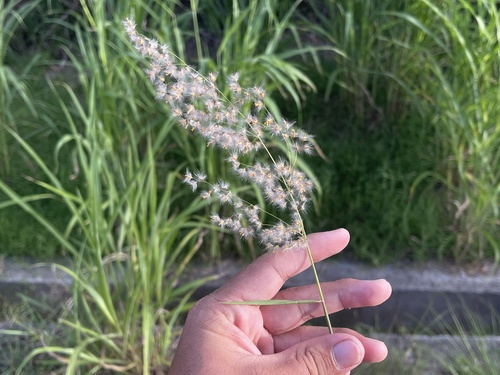 Melinis repens observed 2022-09-20