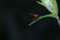 Apoderinae