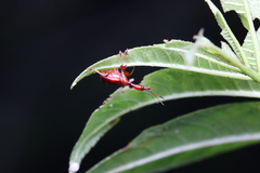 Apoderinae