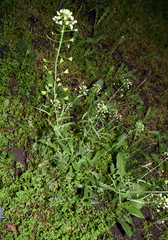 Capsella