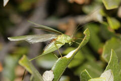 Phaneroptera laticerca