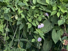 Centrosema pubescens