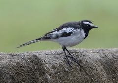 Motacilla maderaspatensis