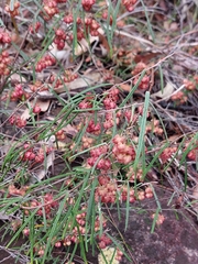 Lasiopetalum rufum