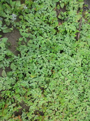 Mesembryanthemoideae