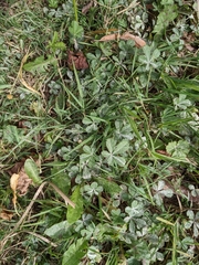 Potentilla reptans
