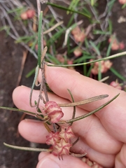 Lasiopetalum rufum