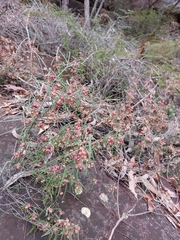 Lasiopetalum rufum