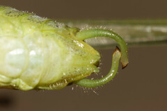 Phaneroptera laticerca