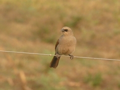 Agelaioides badius