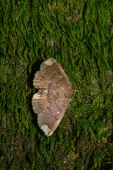 Adrapsa quadrilinealis