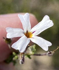 Jamesbrittenia foliolosa