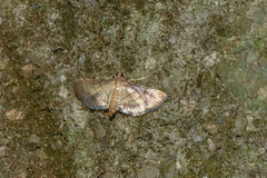 Marasmia poeyalis