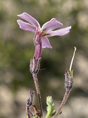 Jamesbrittenia foliolosa
