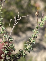 Jamesbrittenia foliolosa