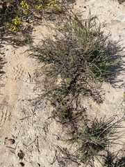 Jamesbrittenia foliolosa