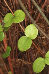 Metrosideros perforata