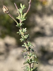 Jamesbrittenia foliolosa