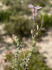 Jamesbrittenia foliolosa