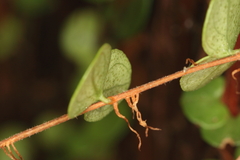 Metrosideros perforata