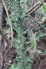 Blechnum filiforme