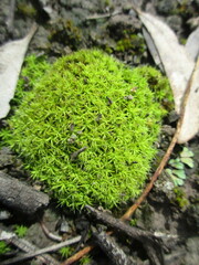 Pseudocrossidium crinitum