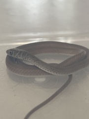 Psammophis brevirostris
