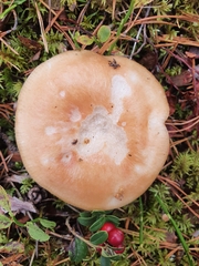 Russula decolorans