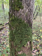 Homalia trichomanoides