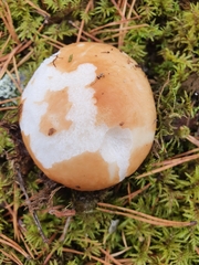 Russula decolorans