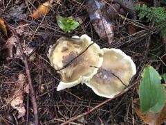 Tricholoma saponaceum