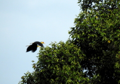 Rhyticeros undulatus