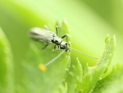 Oedemera virescens