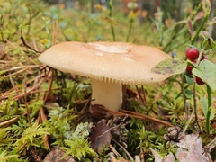 Russula decolorans