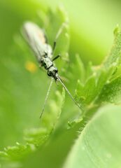 Oedemera virescens