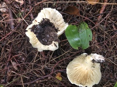Tricholoma saponaceum