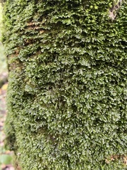Homalia trichomanoides