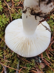 Russula decolorans