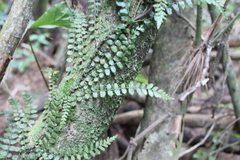 Blechnum filiforme