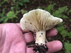 Tricholoma saponaceum