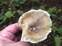 Tricholoma saponaceum