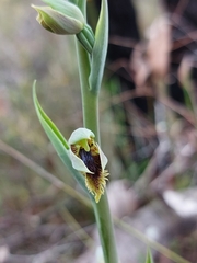 Calochilus campestris
